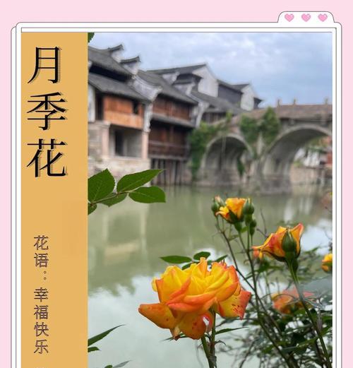 月季花种植的步骤和技巧有哪些？