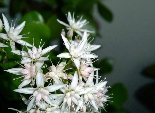 玉树的花语代表了什么含义？