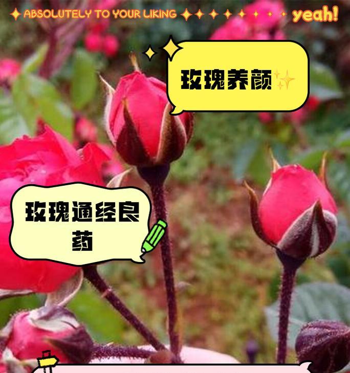 如何正确种植食用玫瑰花？