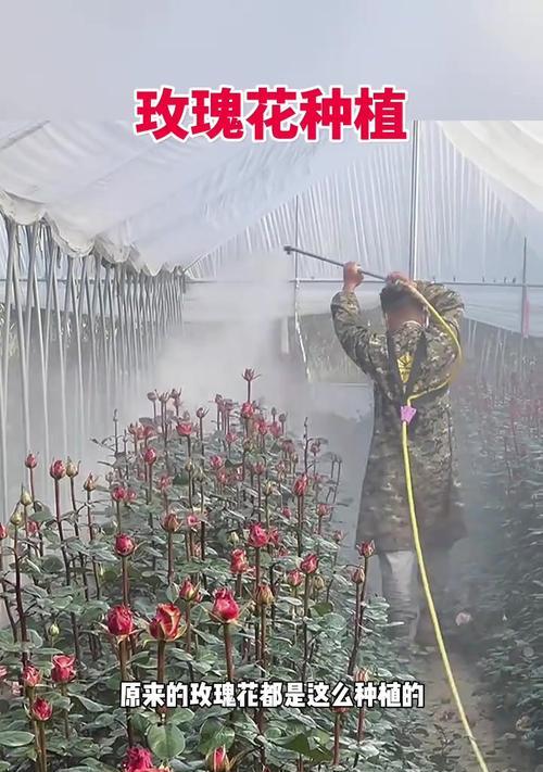如何正确种植食用玫瑰花？