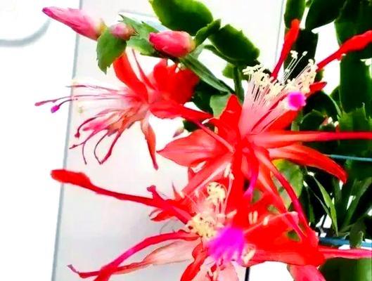 蟹爪兰有哪些品种和花色？如何区分不同品种？