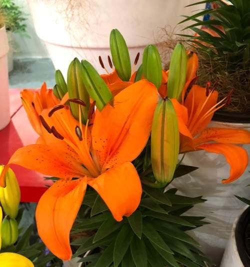 植物光照需求：植物需要什么样的光照条件？