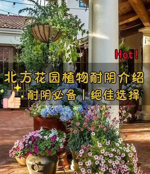植物光照需求：植物需要什么样的光照条件？
