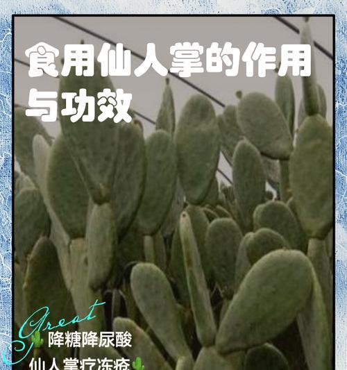 仙人指的养殖技巧有哪些？