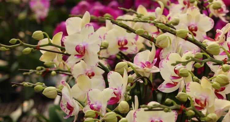 春节开什么花？春节期间适合摆放哪些花卉？