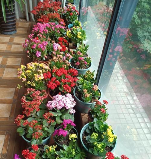 春节开什么花？春节期间适合摆放哪些花卉？