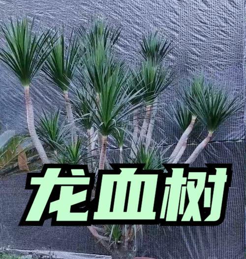 龙血树的日常护理和繁殖方法是什么？