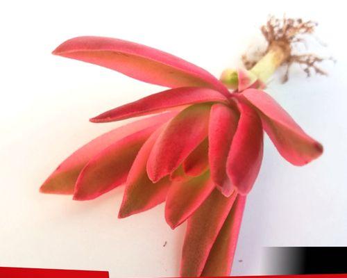 火祭植物繁殖技巧是什么？
