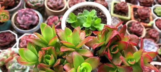 火祭植物繁殖技巧是什么？