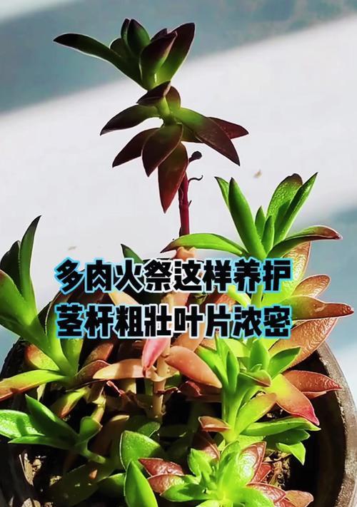 火祭植物繁殖技巧是什么？