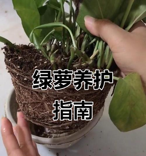 绿箩施肥技巧及注意事项是什么？