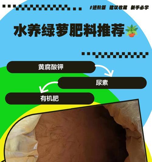 绿箩施肥技巧及注意事项是什么？