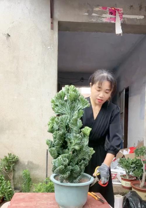 金麒麟花的摆放技巧是什么？