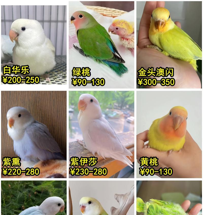 牡丹的品种有哪些？如何区分牡丹的不同品种？