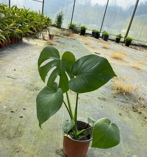 龟背竹适合哪种花盆？选择花盆的技巧是什么？