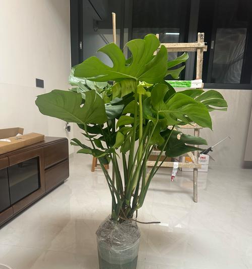 龟背竹适合哪种花盆？选择花盆的技巧是什么？