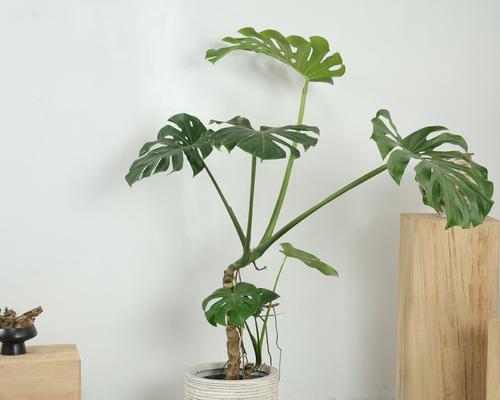龟背竹适合哪种花盆？选择花盆的技巧是什么？