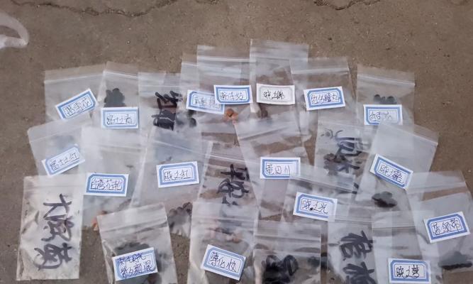 大花藿香蓟怎么种？种植步骤有哪些？