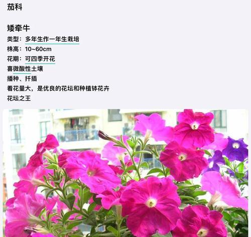 大花藿香蓟怎么种？种植步骤有哪些？