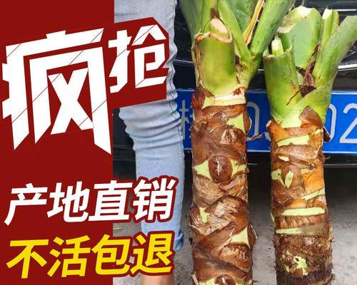 滴水观音水培烂根如何处理？预防烂根的方法是什么？