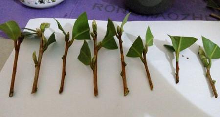枝条绣花的步骤是什么？枝条绣花时应该注意哪些细节？