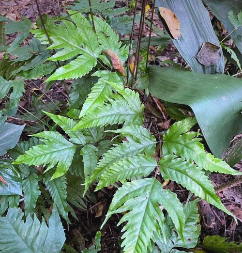 有哪些植物以其独特的叶片著称？如何养护这些叶类植物？