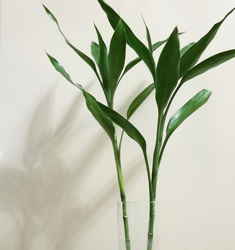 有哪些植物以其独特的叶片著称？如何养护这些叶类植物？