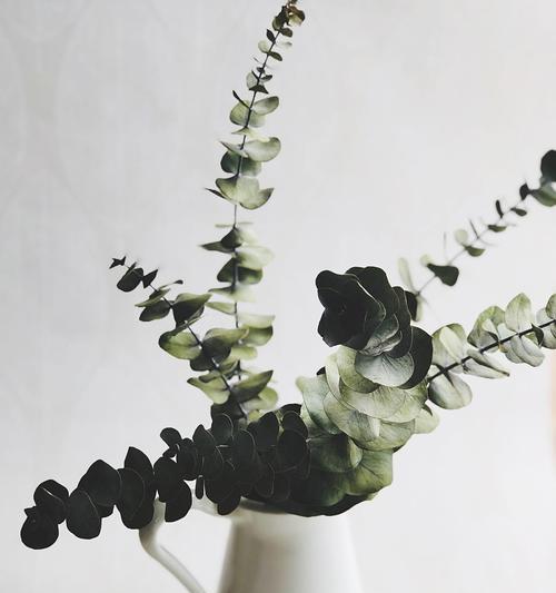 有哪些植物以其独特的叶片著称？如何养护这些叶类植物？