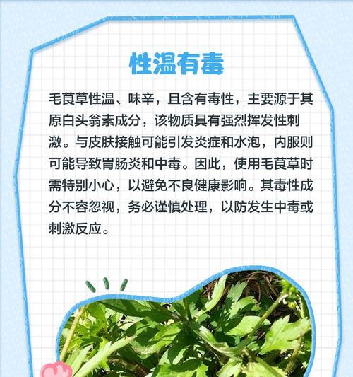毛茛的种植方法是什么？毛茛种植需要注意什么？