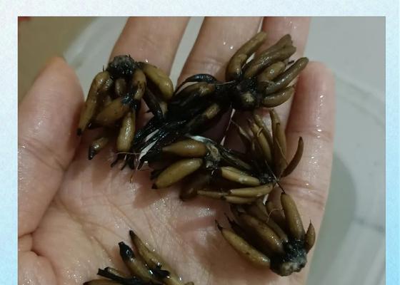 毛茛的种植方法是什么？毛茛种植需要注意什么？