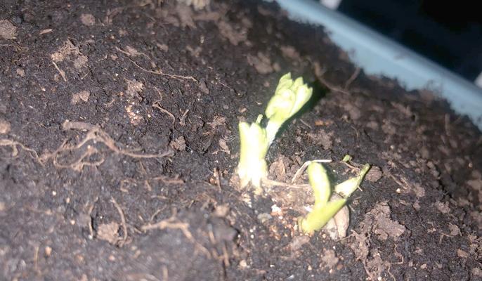 毛茛的种植方法是什么？毛茛种植需要注意什么？