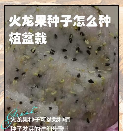 盆栽火龙果的步骤是什么？如何照顾？