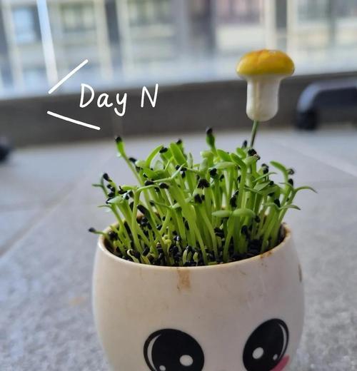 盆栽火龙果的步骤是什么？如何照顾？