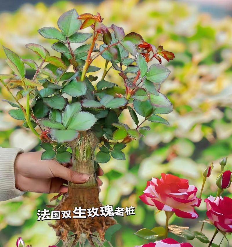 盆栽玫瑰有哪些品种？如何挑选最佳盆栽玫瑰品种？