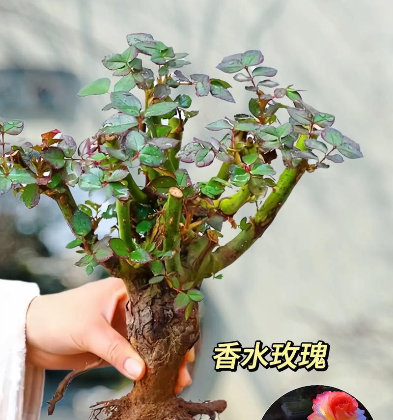 盆栽玫瑰有哪些品种？如何挑选最佳盆栽玫瑰品种？