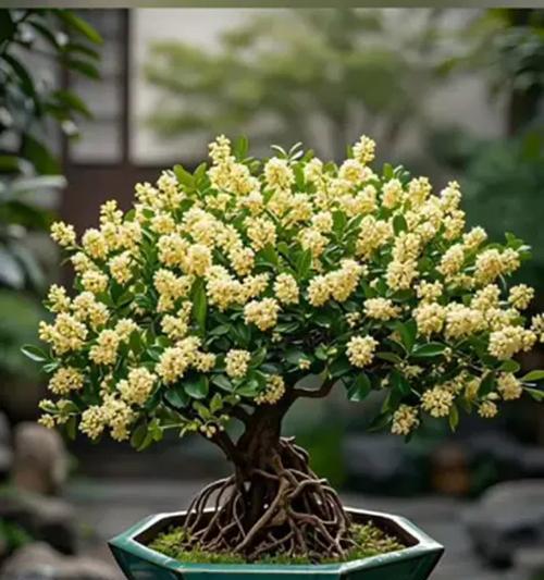 方盆栽什么花好看？适合方形盆栽的花卉推荐有哪些？