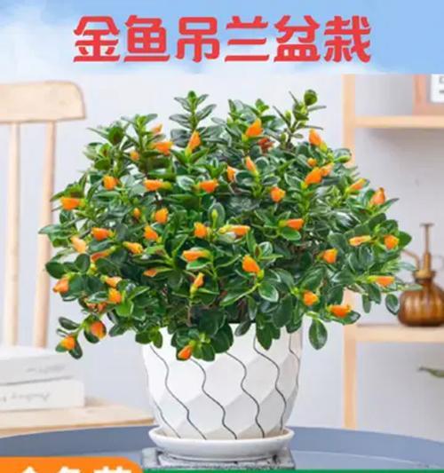 方盆栽什么花好看？适合方形盆栽的花卉推荐有哪些？