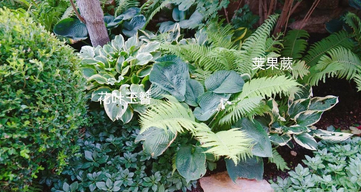 冬季常青植物种类有哪些？