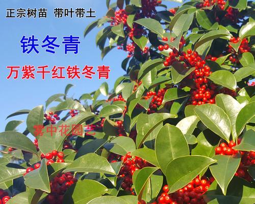 冬季常青植物种类有哪些？