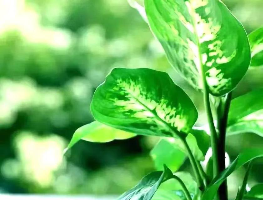 冬季常青植物种类有哪些？