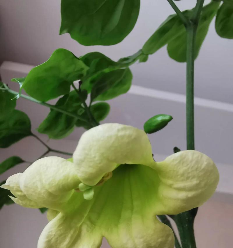 平安树种植时哪种花盆更合适？