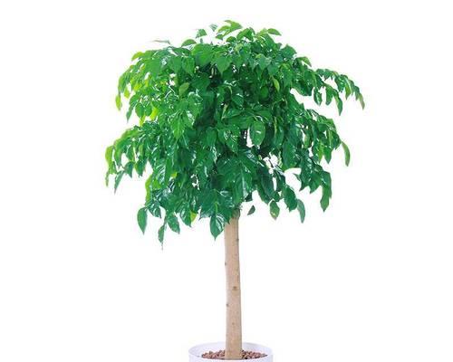 平安树种植时哪种花盆更合适？
