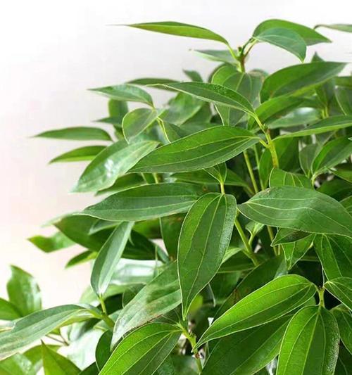 平安树种植时哪种花盆更合适？