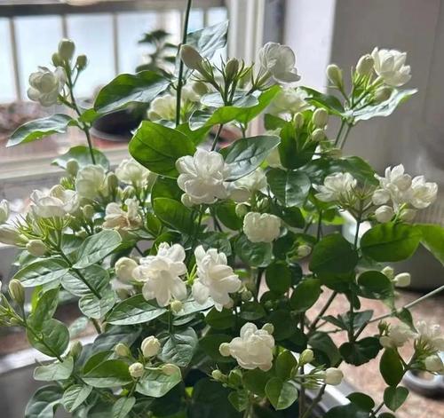阳台种什么花最合适？阳台花卉种植的技巧是什么？