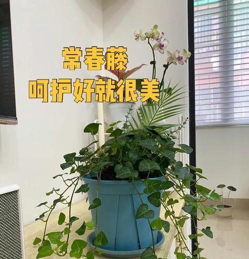 常春藤浇水技巧是什么？