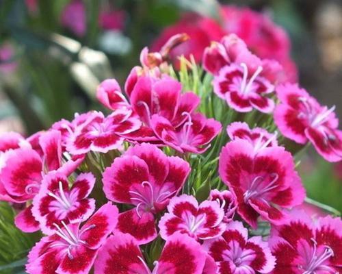 石竹花品种有哪些？如何培育出美丽的石竹花？