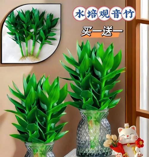 富贵竹修剪方法及如何保持叶子翠绿？