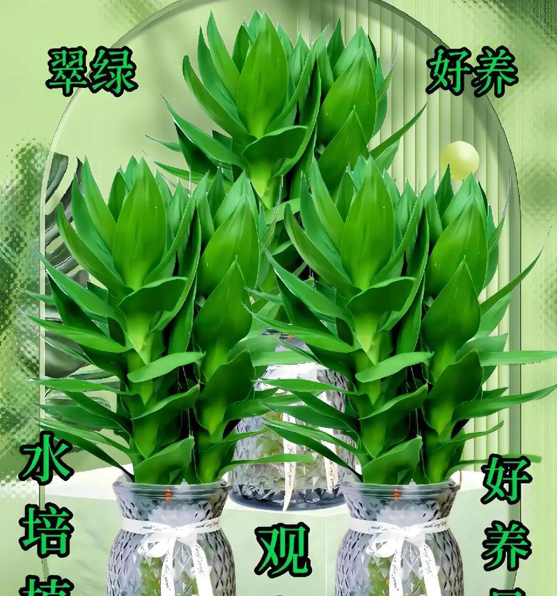 富贵竹修剪方法及如何保持叶子翠绿？