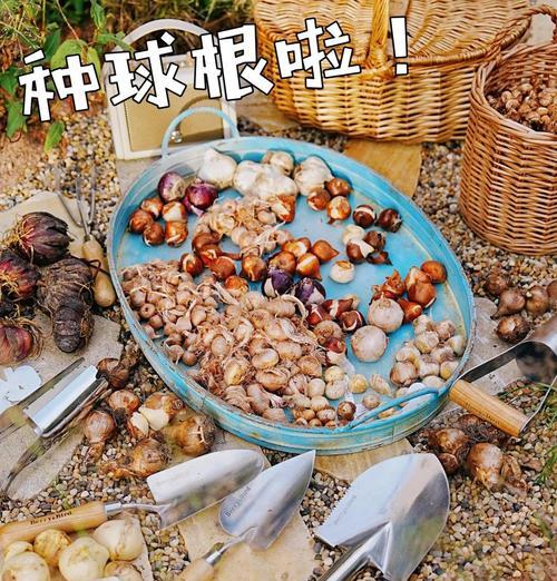 球根植物有哪些？如何正确种植和养护？