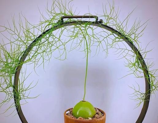 球根植物有哪些？如何正确种植和养护？